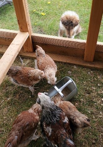 Image Scotch Collie and chickens
